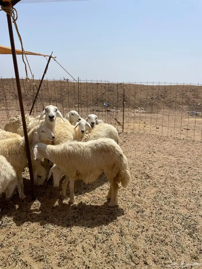 رخال وطليان ذبايح مناسبات ذبائح زواجات يوجد صلخ وتوصيل 4