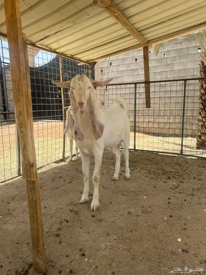 تيس فحل مطور ابرص 3