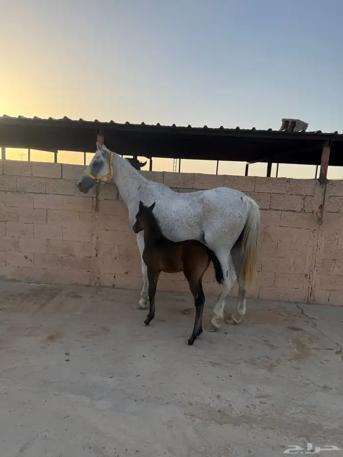 للبيع فرس معها مهره بطنها ذهب منتجهه 0