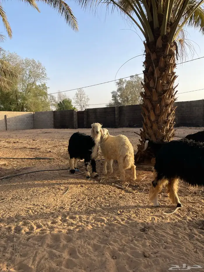خروفين ورخل 2