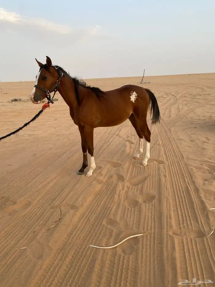 حصان للبيع 1