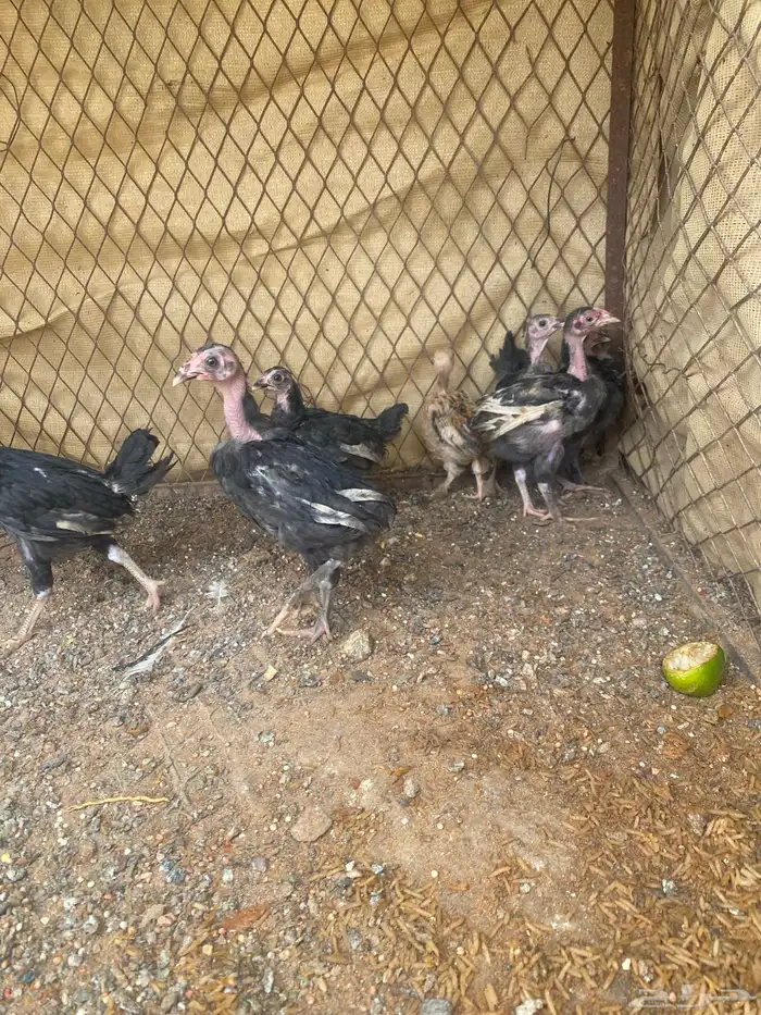 فروخ مهجنه براهما 2