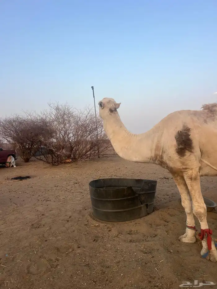 بعير اكحيلاني اوضح انتاجه طيب مشروط من كل عذروب للبيع 3