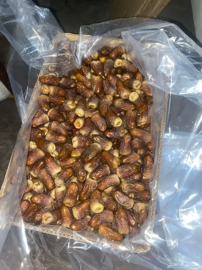 برني العيص ( الملكي رقم واحد 1