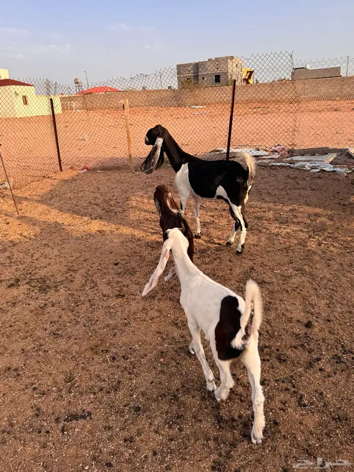 عنز حجازيه متاوم 11