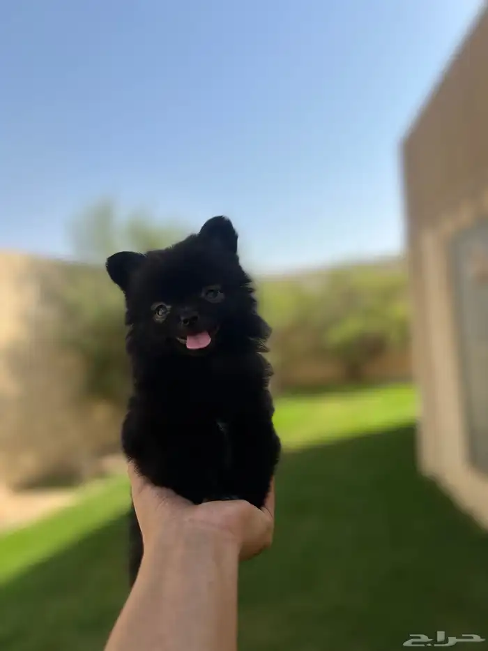 بومرينيان تيكب 0