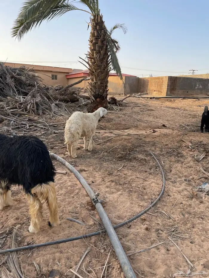 خروفين ورخل 3