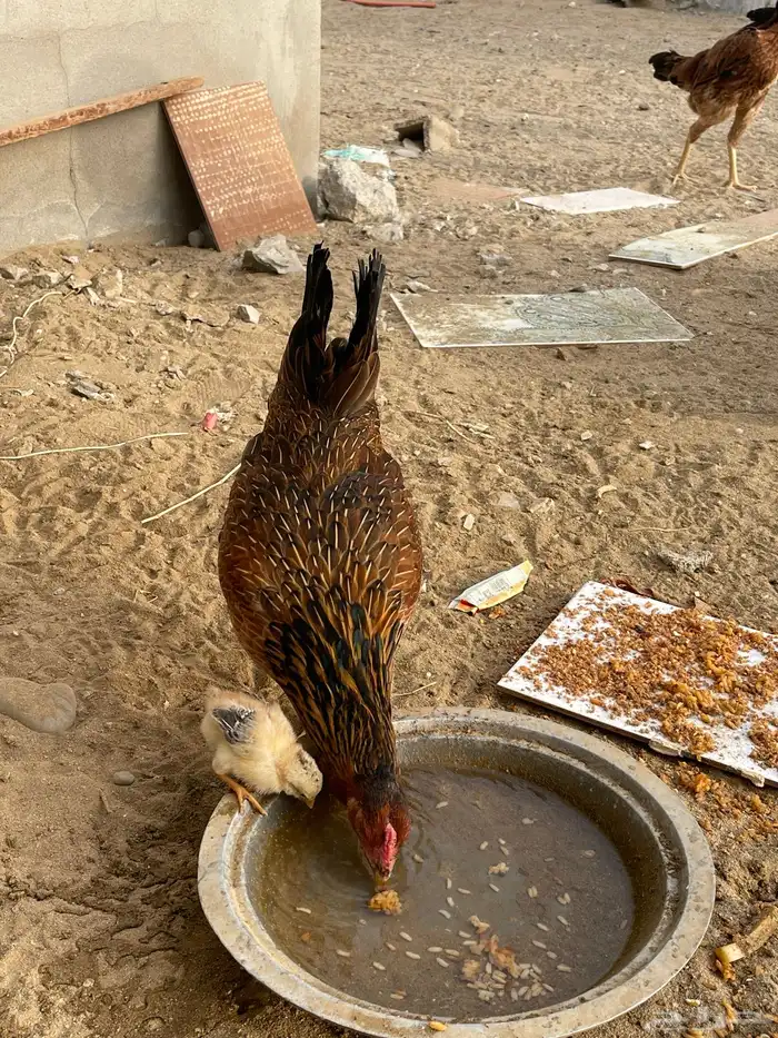 دجاجه بلديه مع صوص 0