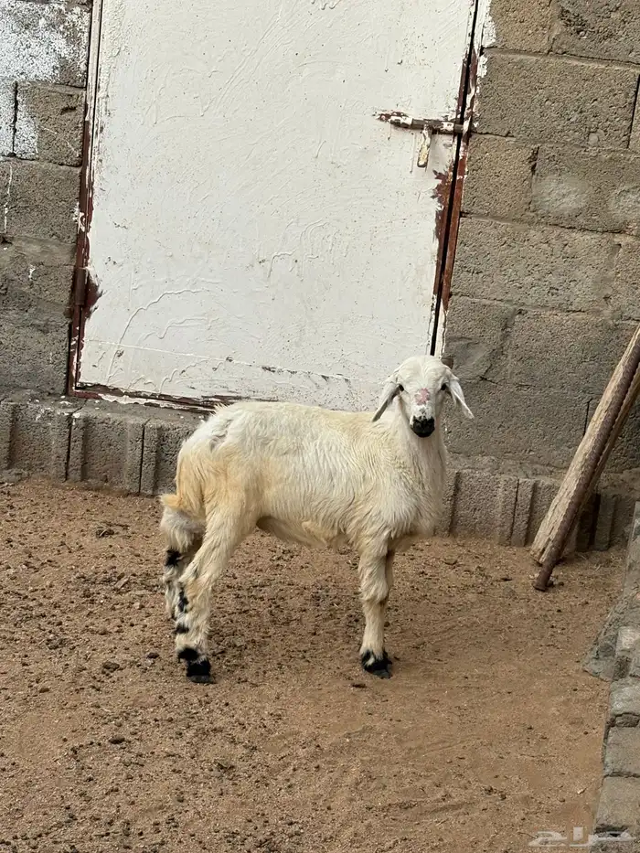 السلام عليكم يوجد رخل الموقع احد رفيده 0