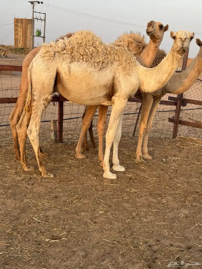 حشو طيبه للبيع 5