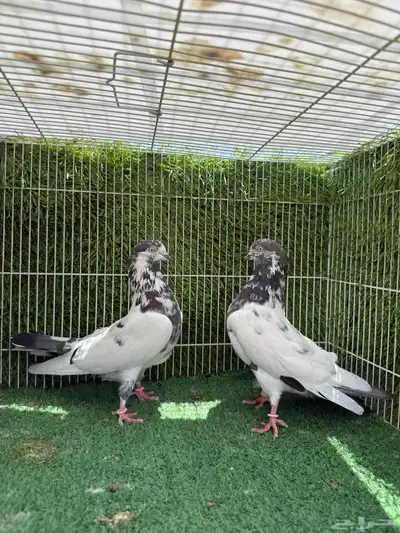 زوج تيدي جنسراء 11