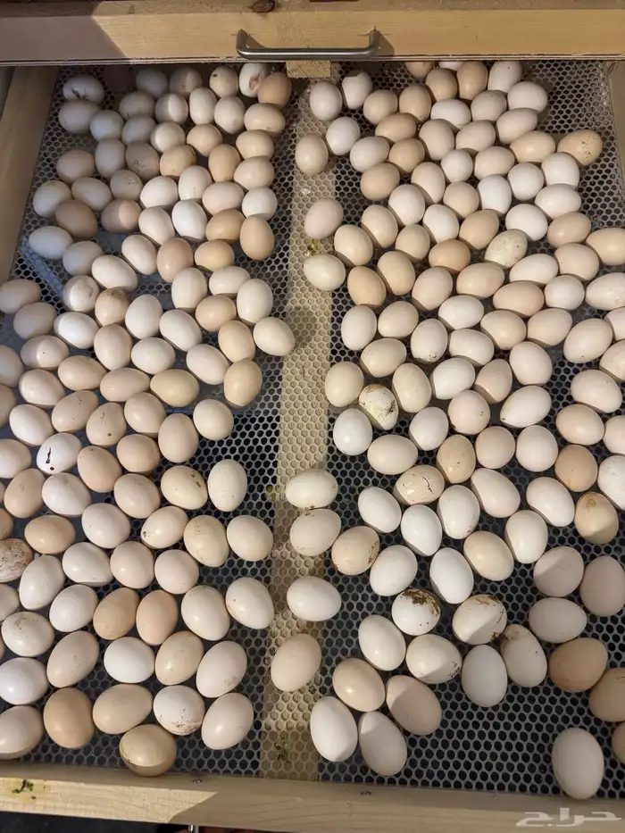 بيض بلدي مخصب 4
