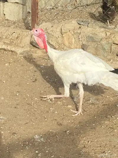 دجاج رومي 8