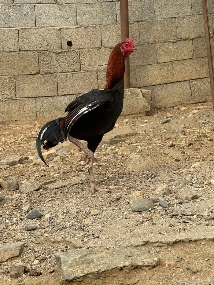 ديك للبيع 2