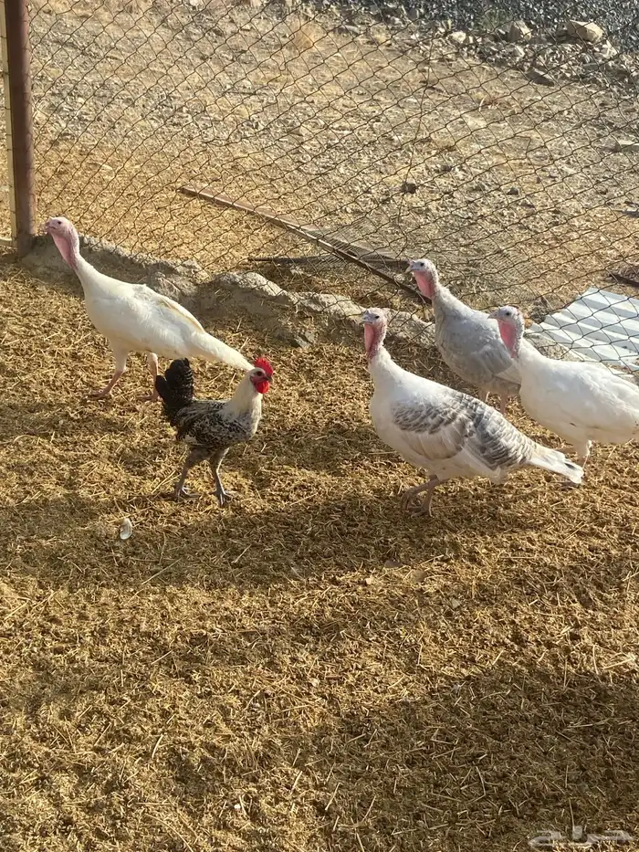 دجاج رومي 2