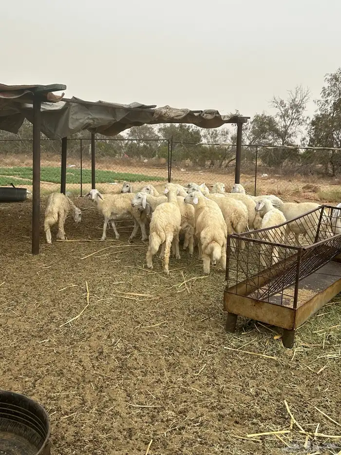 طليان ورخال 1
