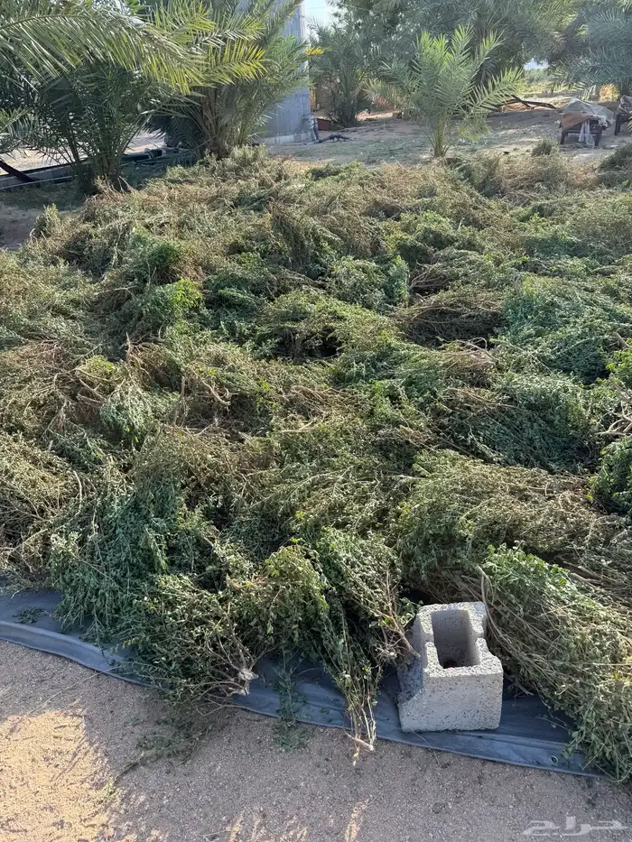 حنى عضوي ورق صافي 1