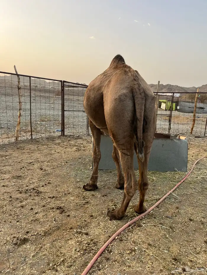 للبيع فحل مشروط 0