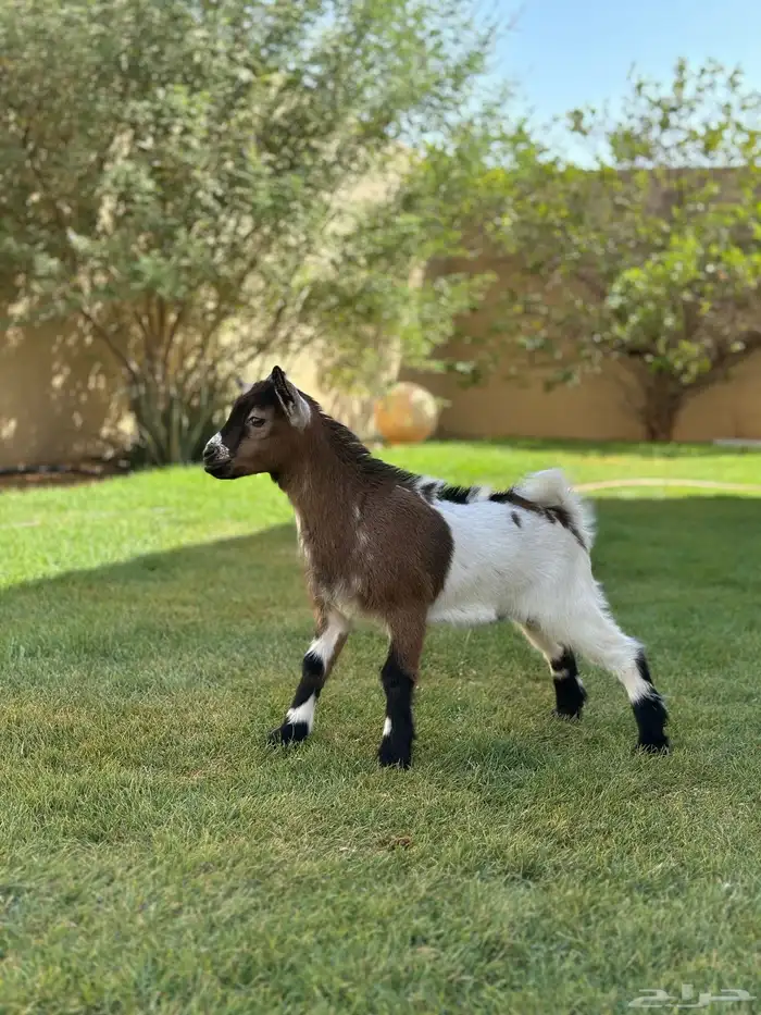 ماعز قزم 0
