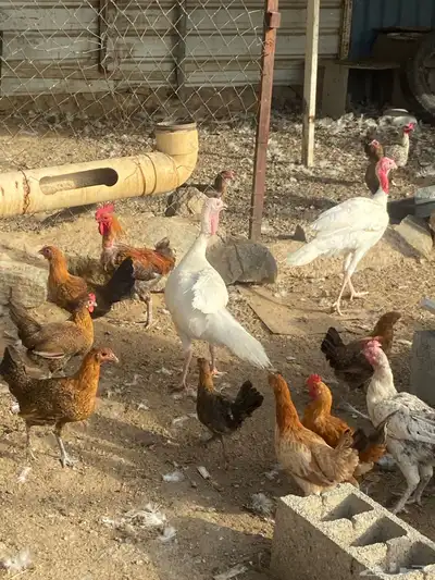 دجاج رومي 10