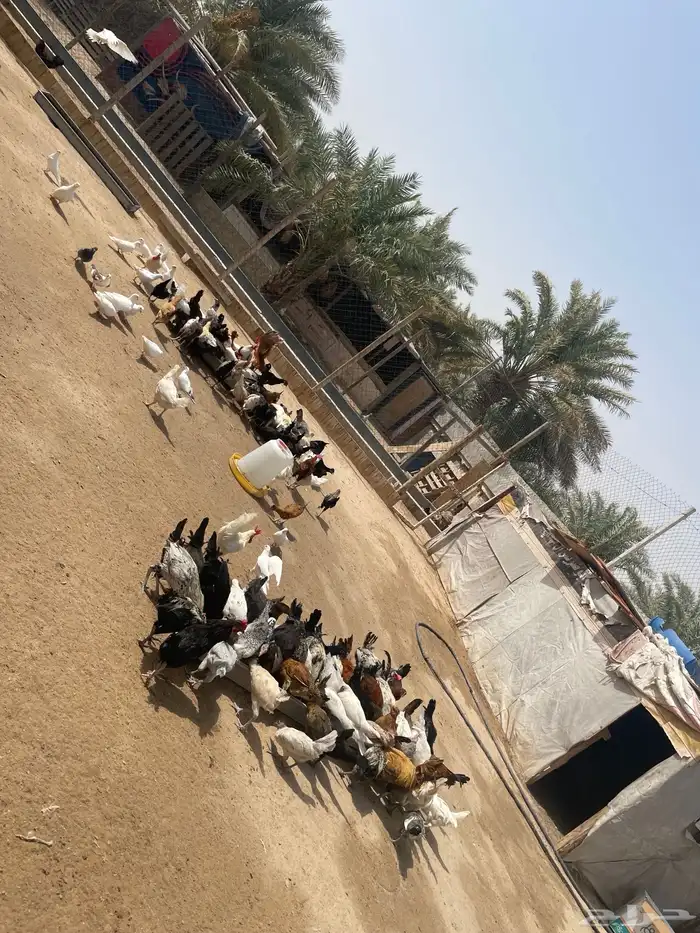دواجن 0