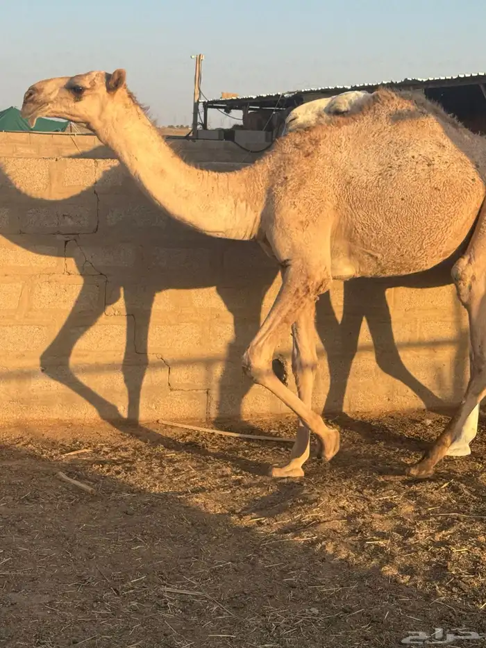 حشو طيبه للبيع 3