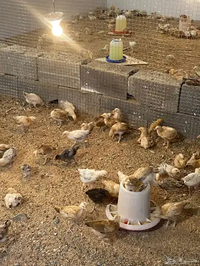 صوص بلدي للبيع 1