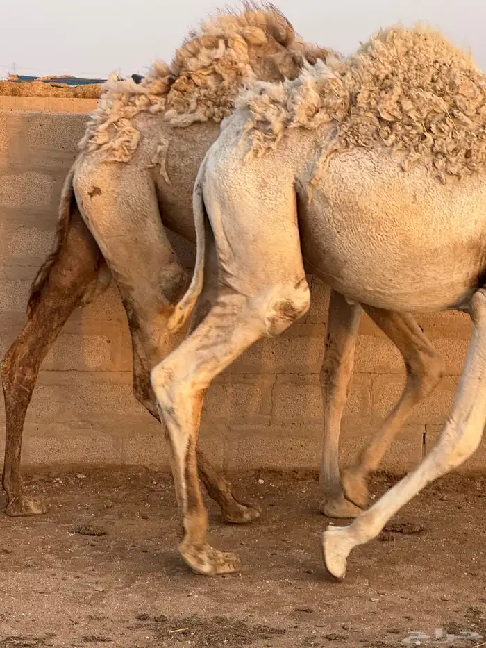 حشو طيبه للبيع 7