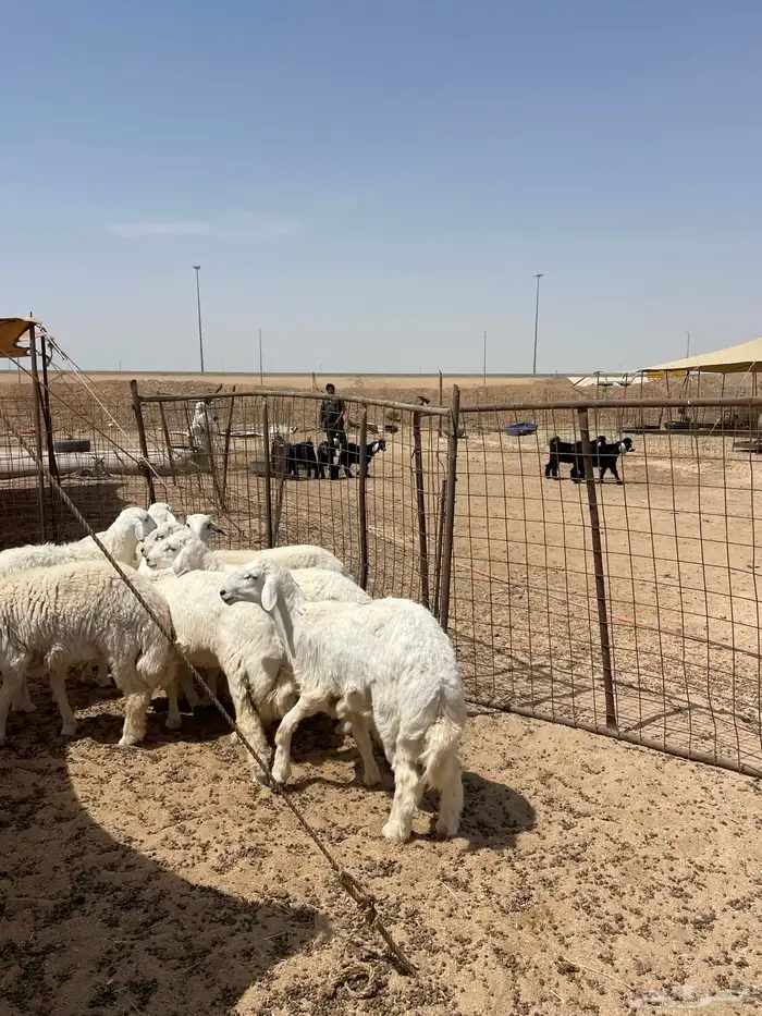 رخال وطليان ذبايح مناسبات ذبائح زواجات يوجد صلخ وتوصيل 6
