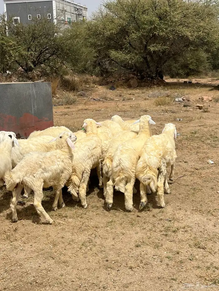 نعرض لكم خرفان طيبه ب الحيل شي فاخر 5