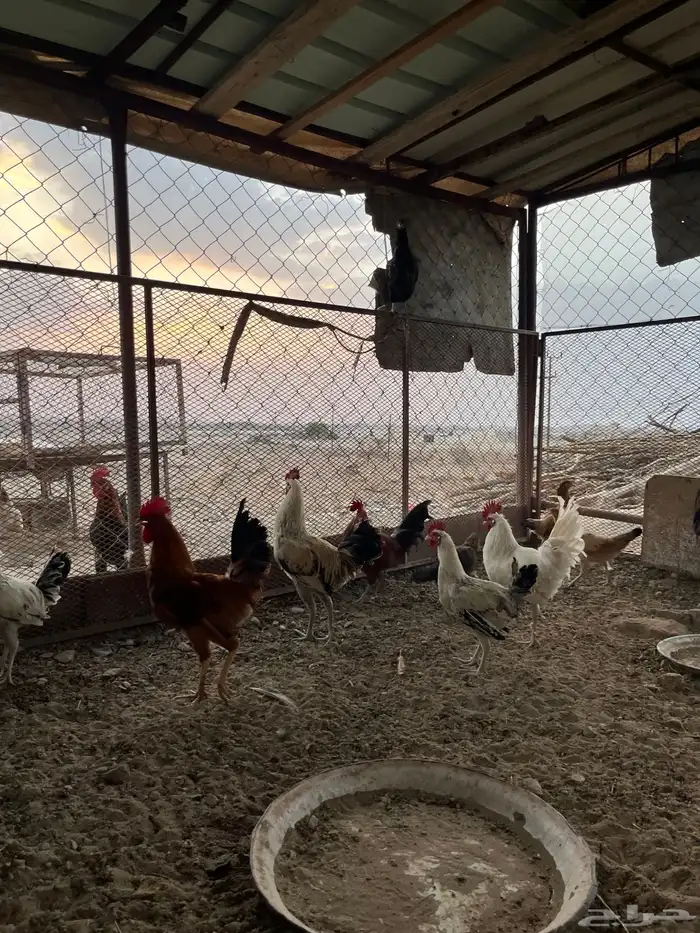 دجاج للبيع 5