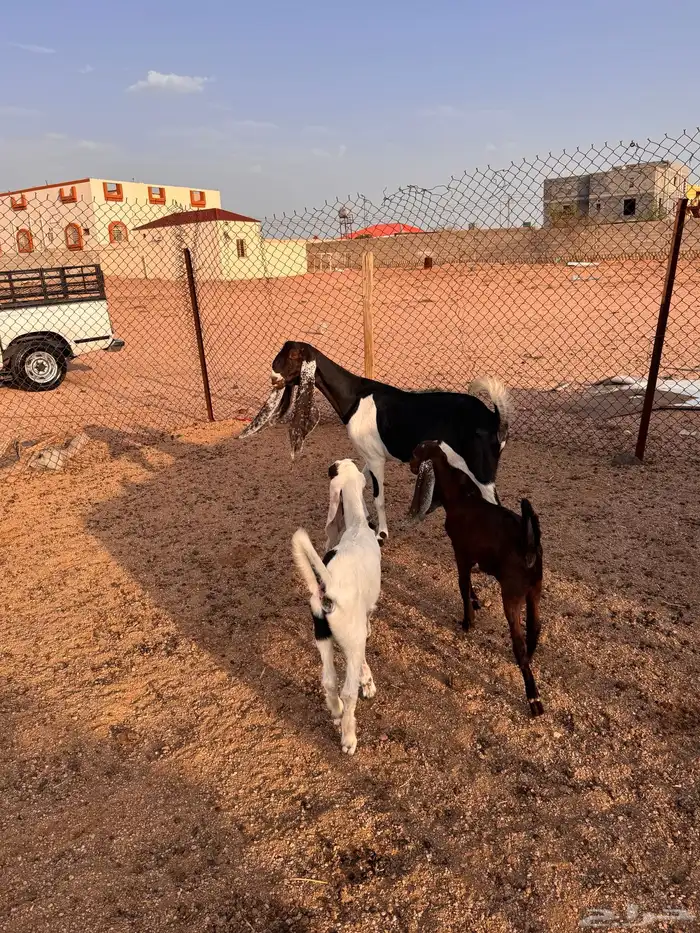 عنز حجازيه متاوم 9