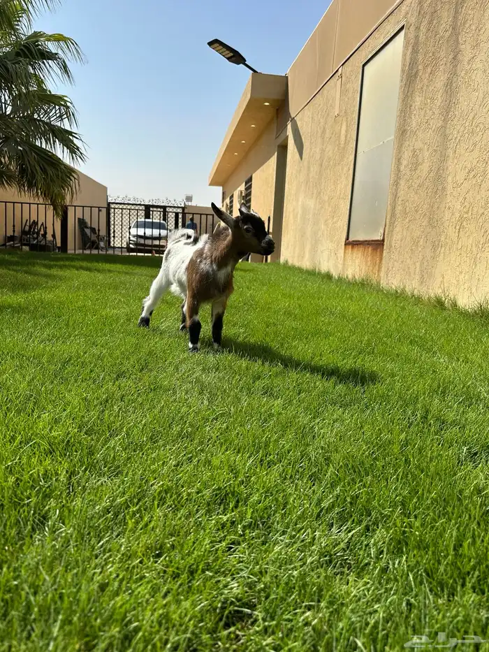 ماعز قزم 3