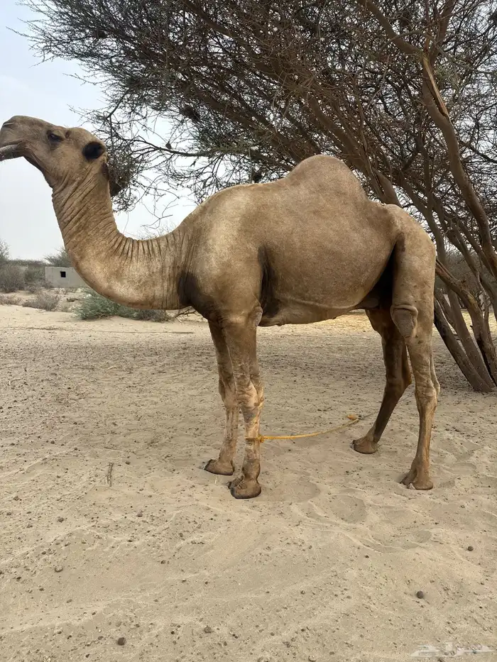 بيش العبادلة 0