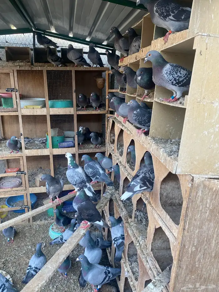 بريدة 0