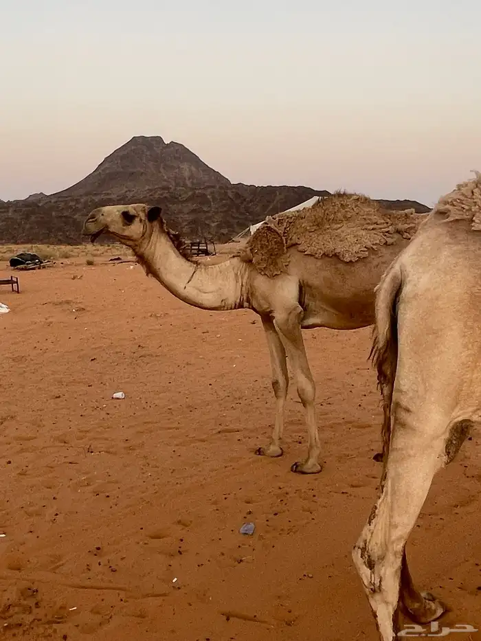 للبيع نياق اقبل معاريض 4