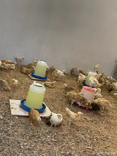 صوص بلدي للبيع 2