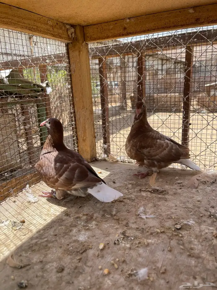 طبتين زاجل كارل مليمينز بيور ( سباق وفاخره ) 1