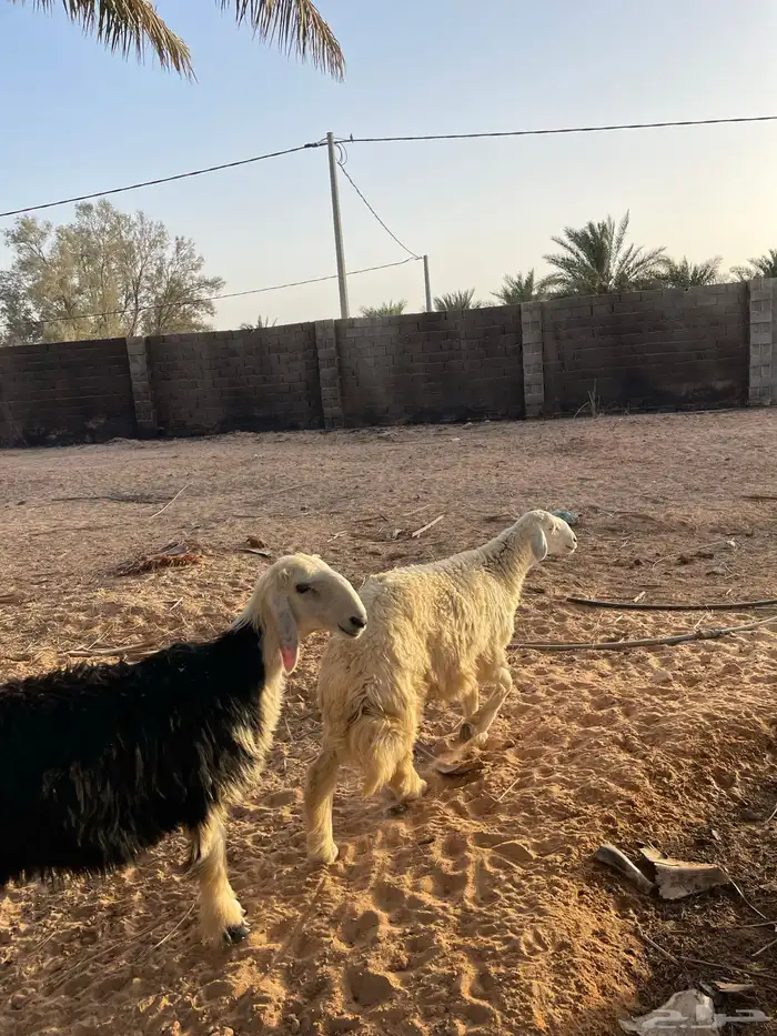 خروفين ورخل 1