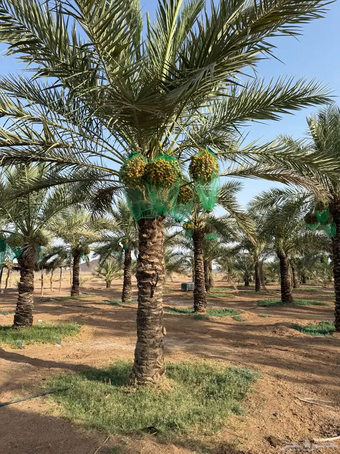 تمر طيب للبيع التمور منوع 3