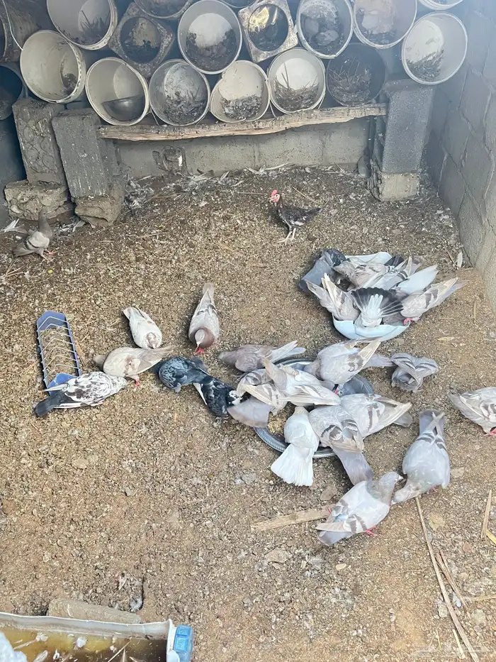 حمام سلفر سوبر جابو مع بلدي منتج كفو الصحه شرط 3