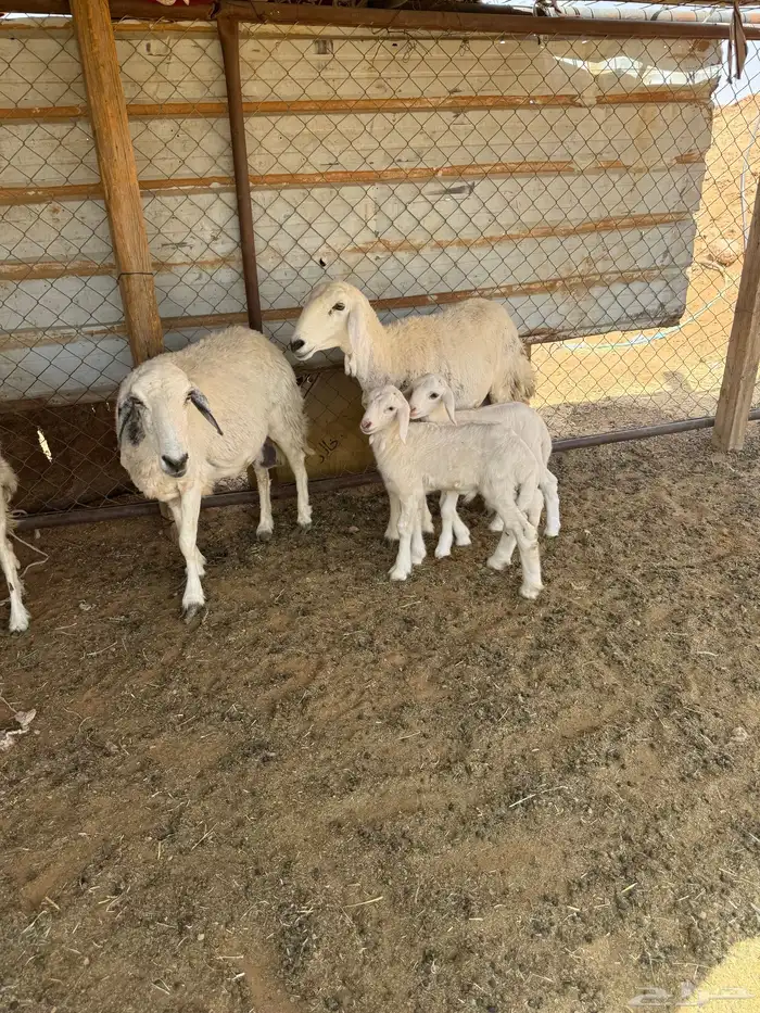 غنم 3