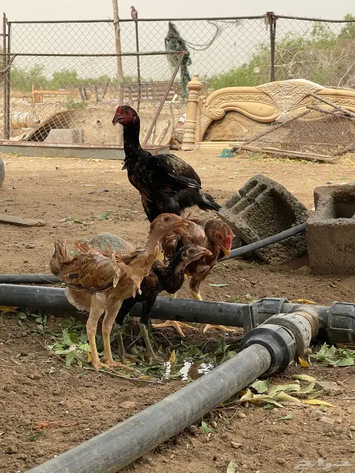 ديوك سنديه بيور 1