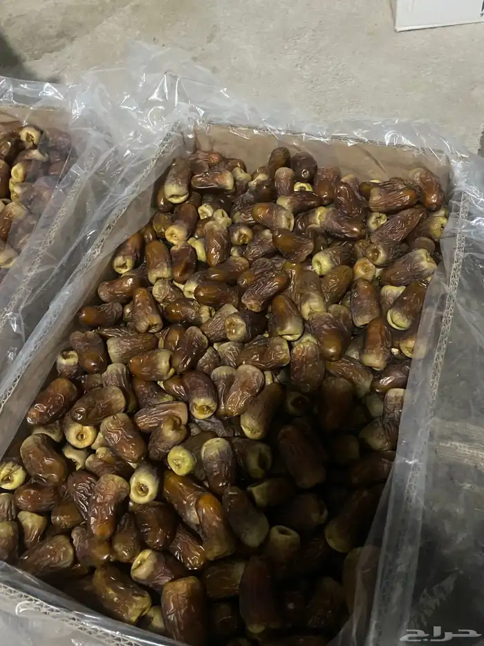 برني العيص ( الملكي رقم واحد 2