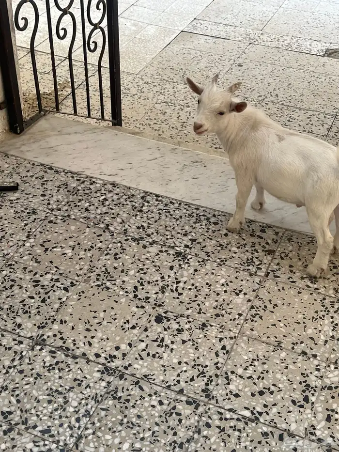 ماعز قزم عمره 5 شهور ذكر 0