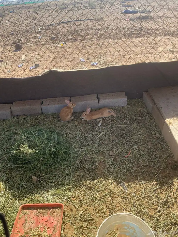 للبيع دجاج أو حمام او أرانب 3