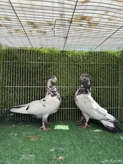 زوج تيدي جنسراء 5