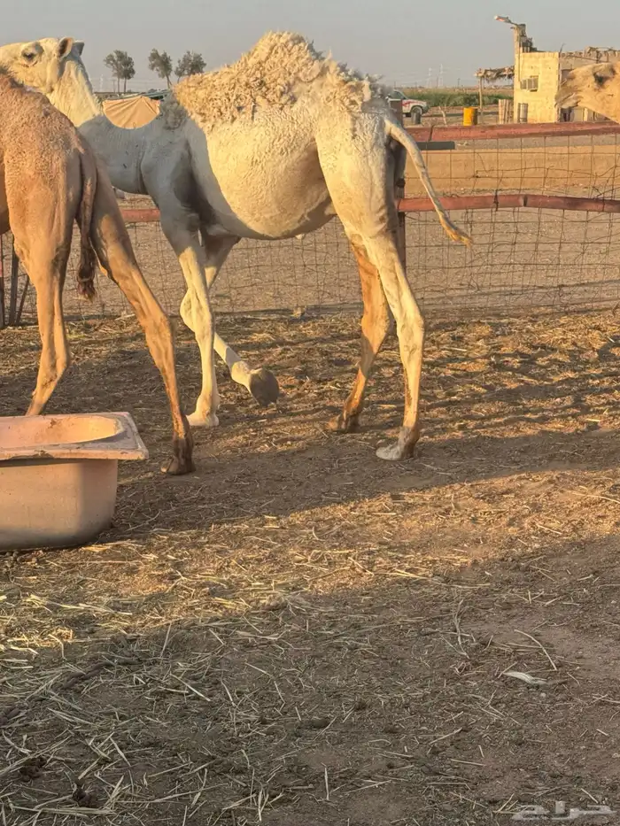 حشو طيبه للبيع 2