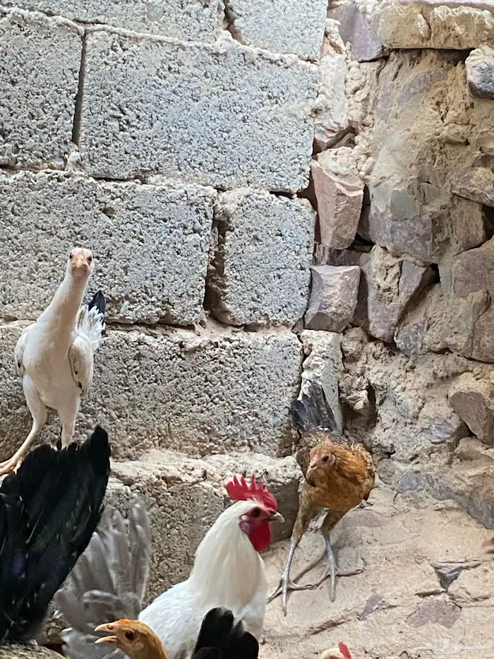 دجاج للبيع 6
