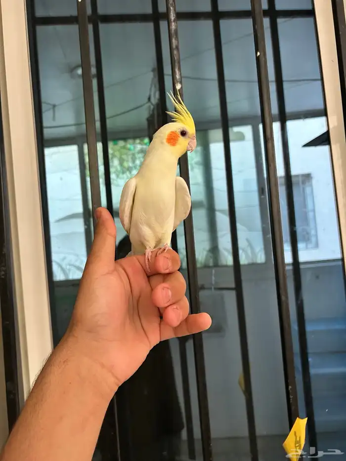 ذكر كروان اليف و هدد نشبهه و متكلم 6